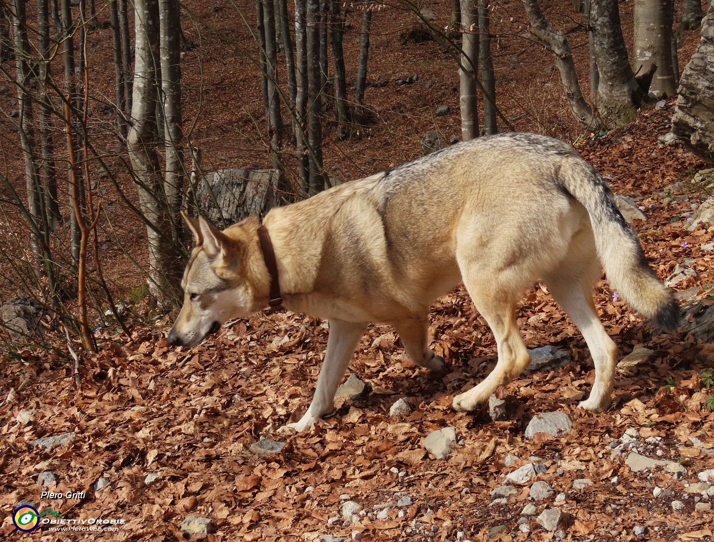 71 Qui si cammina meglio che sulla neve.JPG
